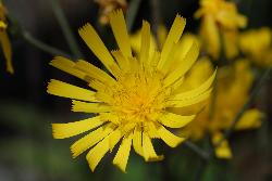 Image: P.B. Heenan © Landcare Research 2012 